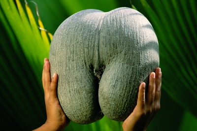 Сухая костянка (пиренарий) Сейшельская пальма